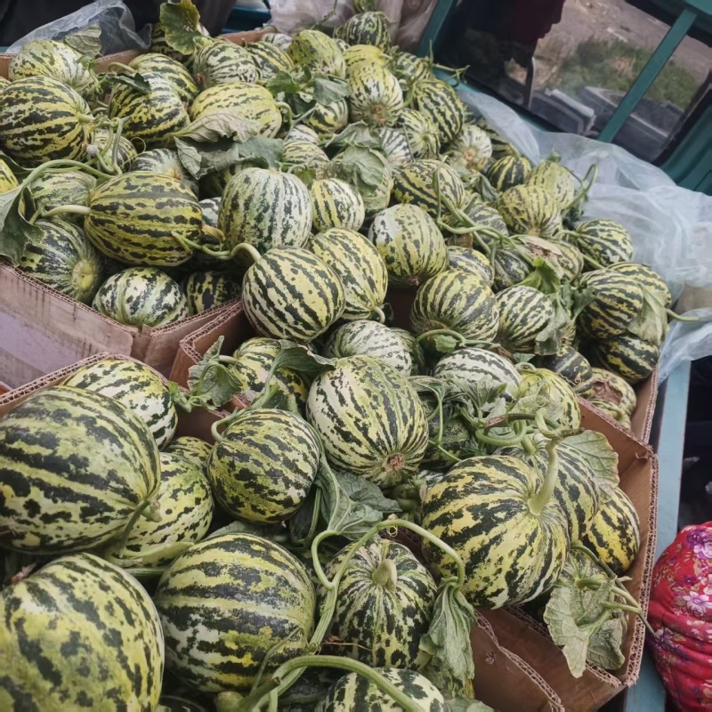 临沂费县花美人花蕾甜瓜电商社区团购市场渠道货大量供应