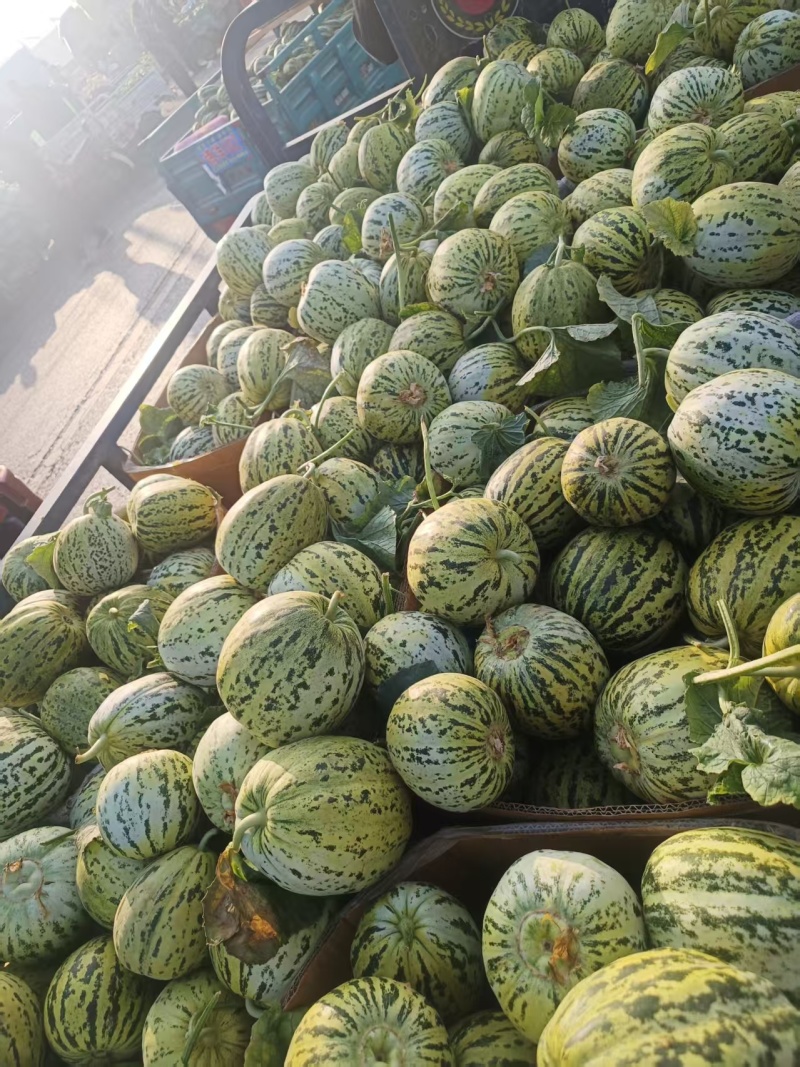 临沂费县花美人花蕾甜瓜电商社区团购市场渠道货大量供应