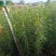 云南苗木基地大量供应华山松货源充足，量大从优
