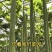 4米特长丝瓜种子(旅游观光园林较好的选择)