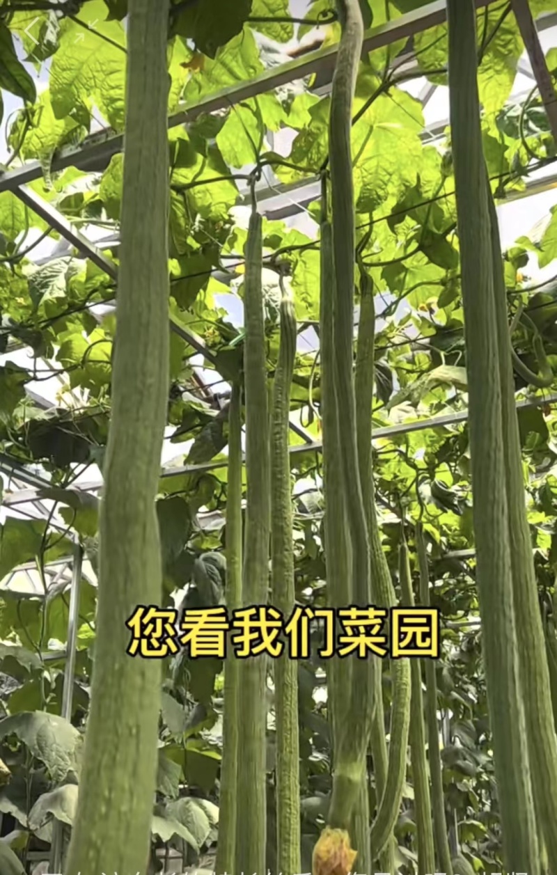 4米特长丝瓜种子（旅游观光园林较好的选择）