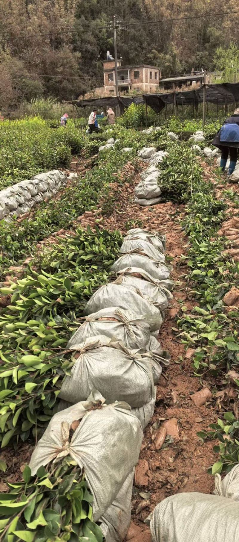 油茶树苗大量供应规格齐全，云南基地出发量大从优