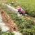 油茶树苗大量供应规格齐全，云南基地出发量大从优
