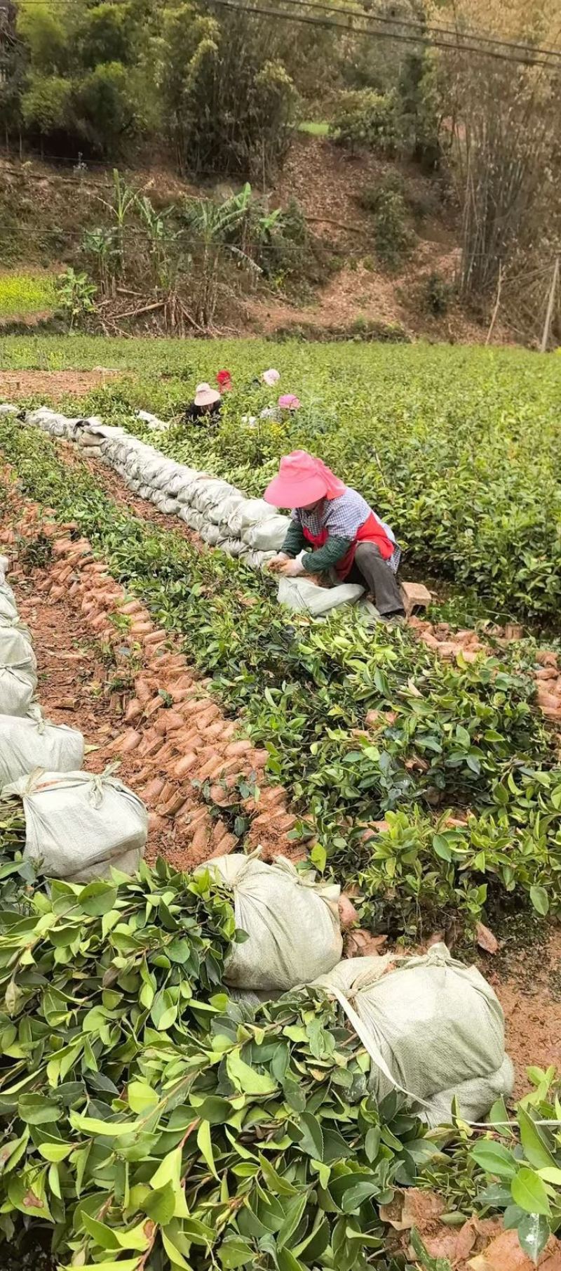 油茶树苗大量供应规格齐全，云南基地出发量大从优