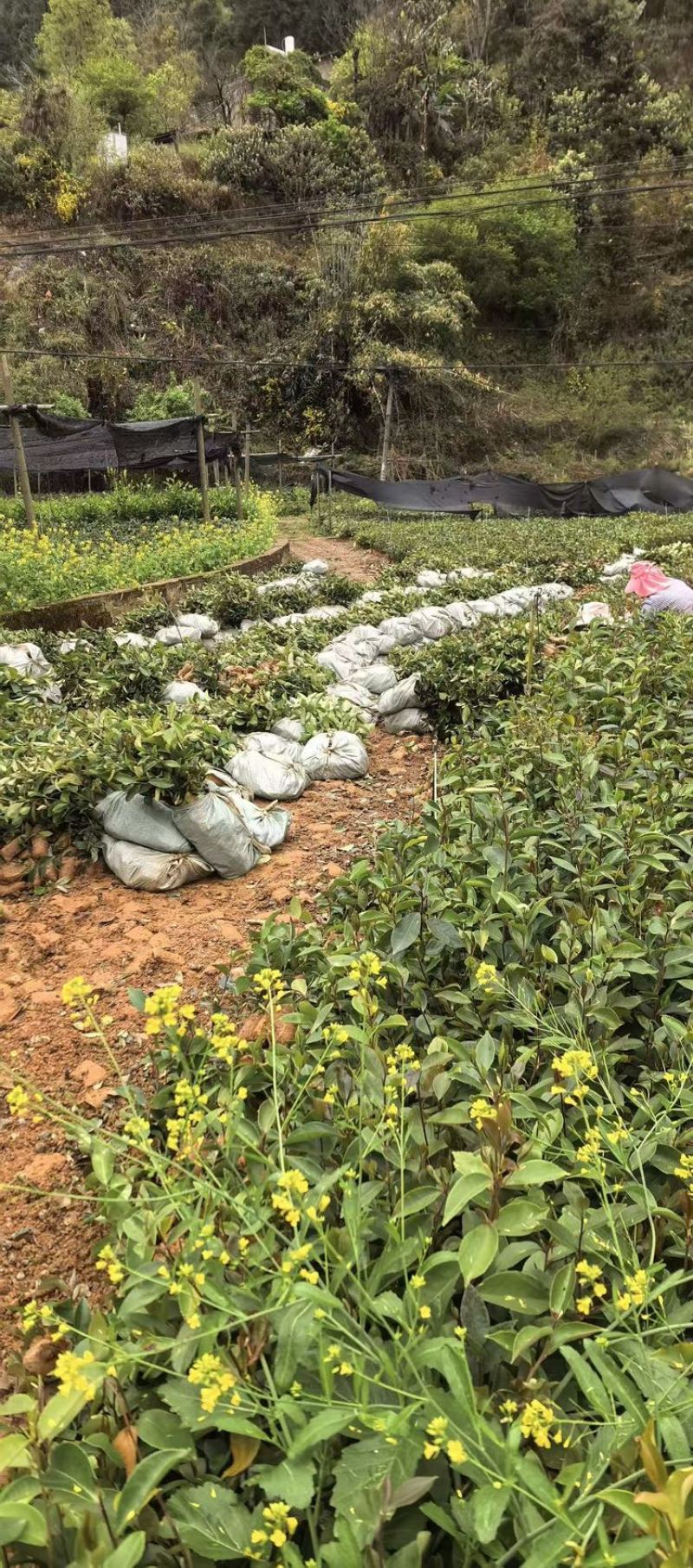 油茶树苗大量供应规格齐全，云南基地出发量大从优