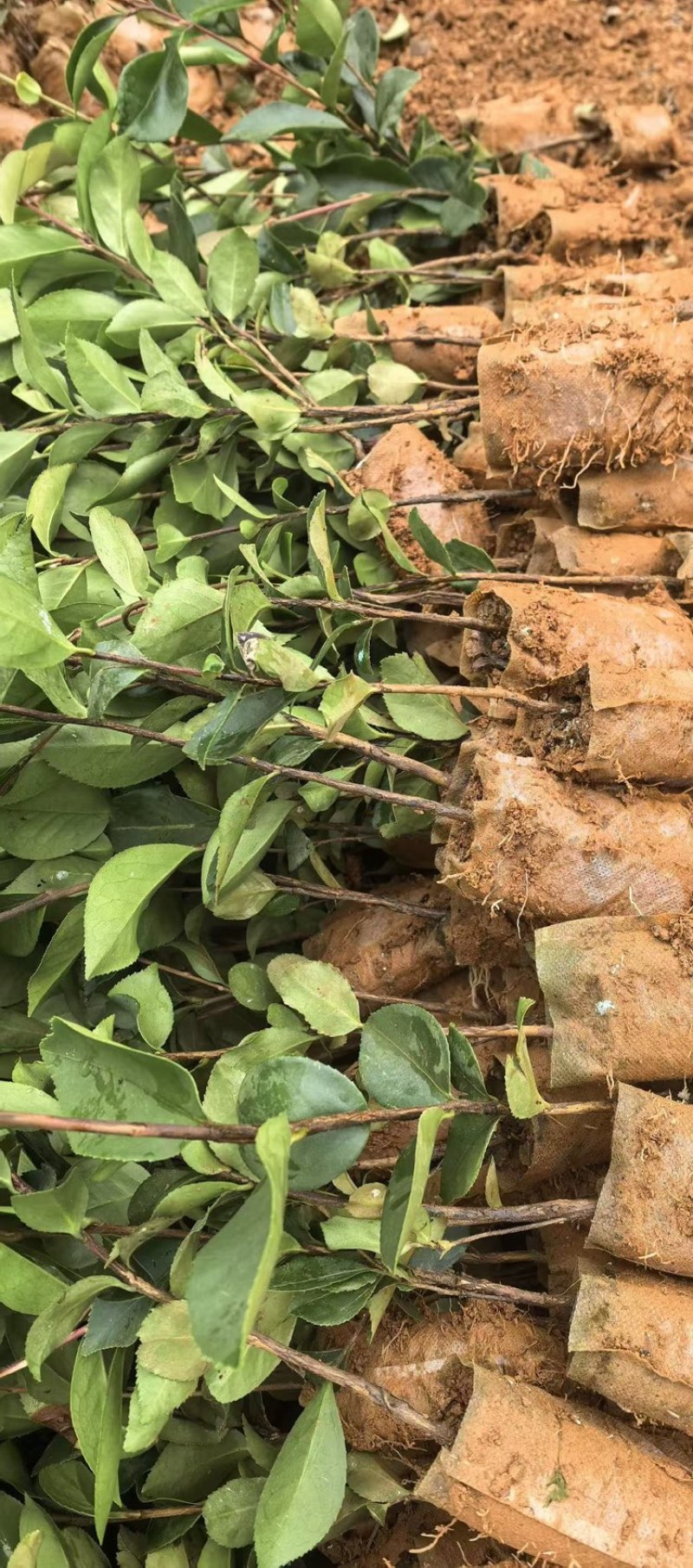 油茶树苗大量供应规格齐全，云南基地出发量大从优