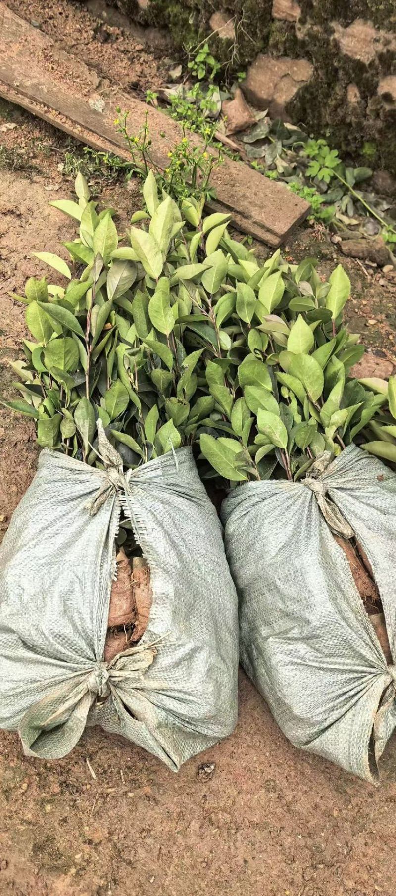 油茶树苗大量供应规格齐全，云南基地出发量大从优