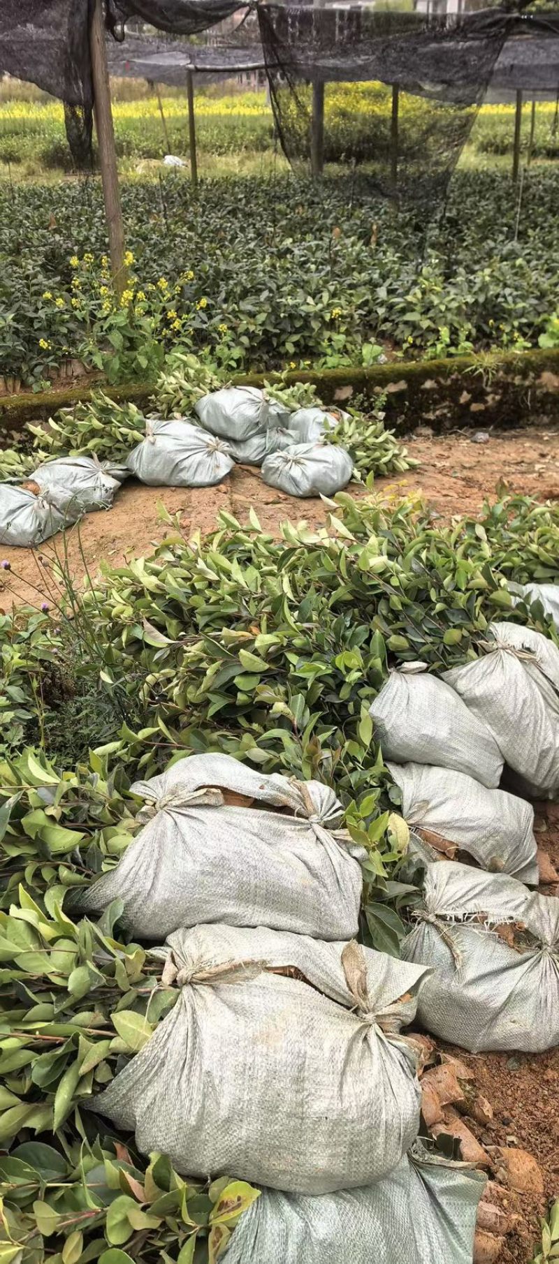 油茶树苗大量供应规格齐全，云南基地出发量大从优