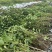 水冬瓜苗，云南基地大量供应量大，从优规格齐全，成活率高