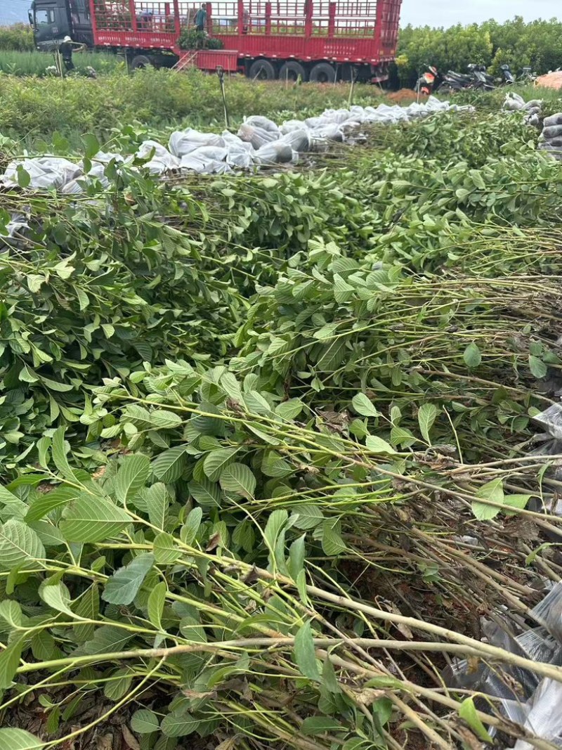 水冬瓜苗，云南基地大量供应量大，从优规格齐全，成活率高