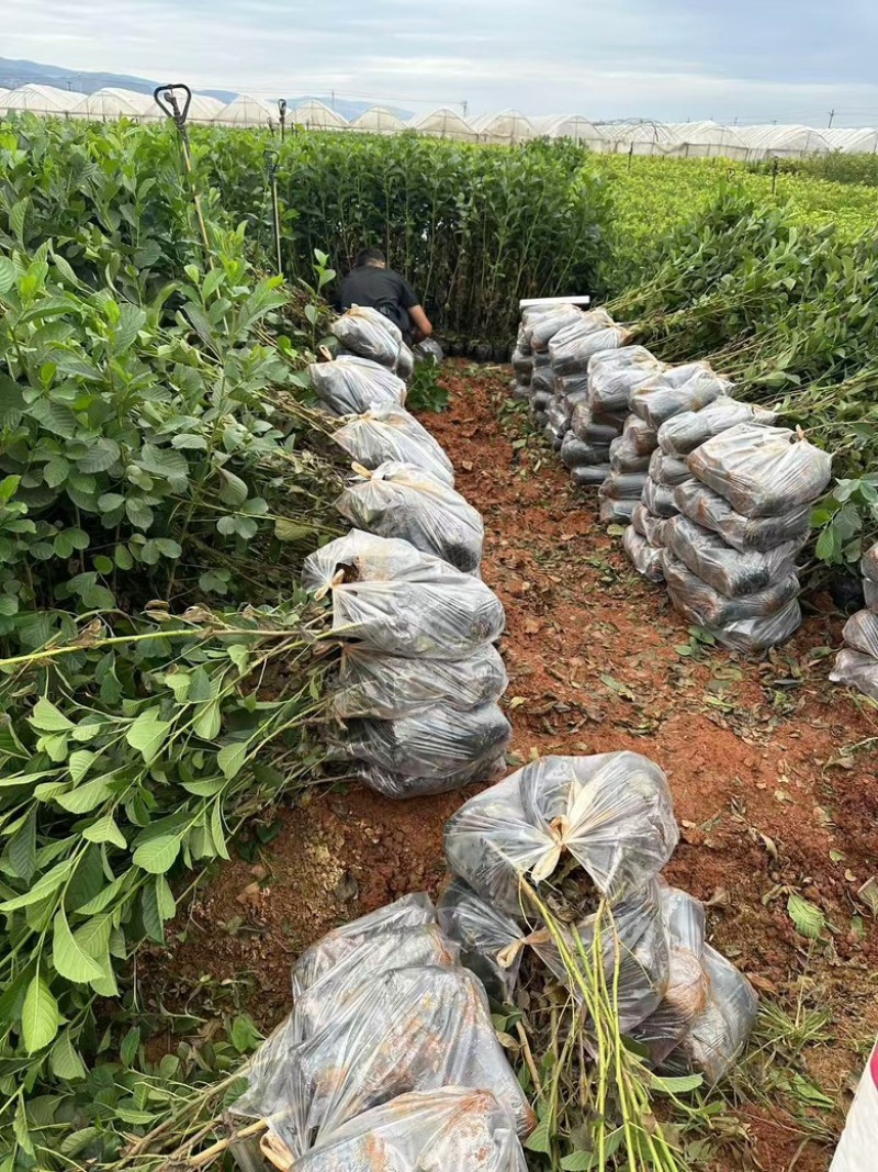 水冬瓜苗，云南基地大量供应量大，从优规格齐全，成活率高