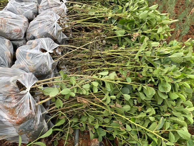 水冬瓜苗，云南基地大量供应量大，从优规格齐全，成活率高
