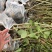 水冬瓜苗，云南基地大量供应量大，从优规格齐全，成活率高