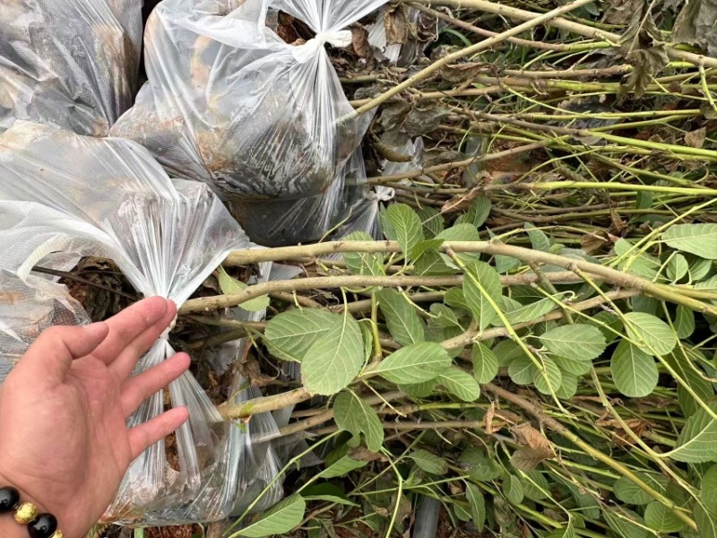 水冬瓜苗，云南基地大量供应量大，从优规格齐全，成活率高