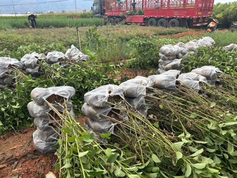 水冬瓜苗，云南基地大量供应量大，从优规格齐全，成活率高