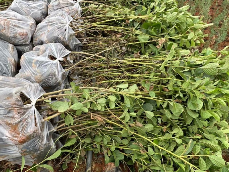 水冬瓜苗，云南基地大量供应量大，从优规格齐全，成活率高