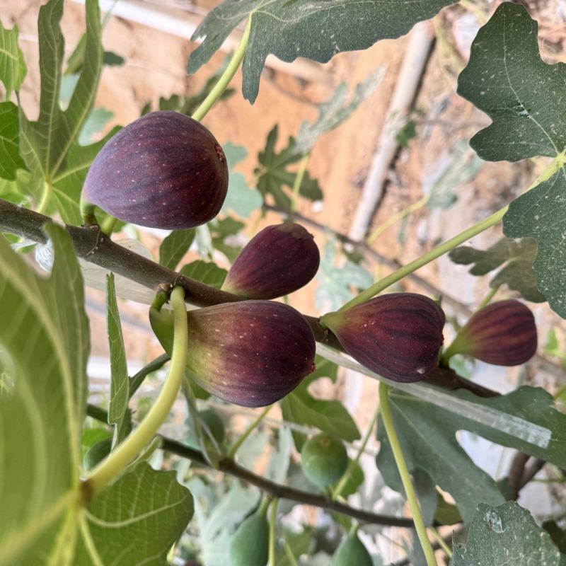 山东暖棚无花果，量大价优，产地直发，欢迎各位老板咨询