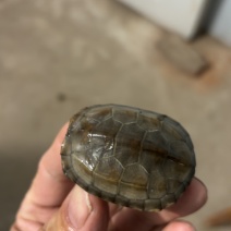 湖北草龟4一8厘米