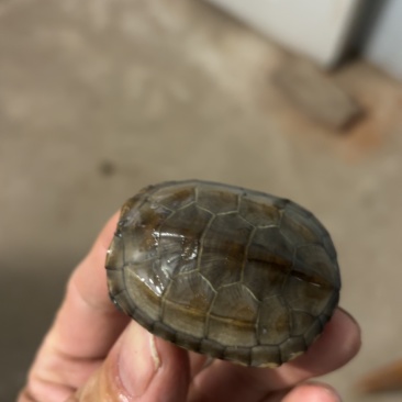 湖北草龟4一8厘米