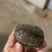 湖北草龟4一8厘米