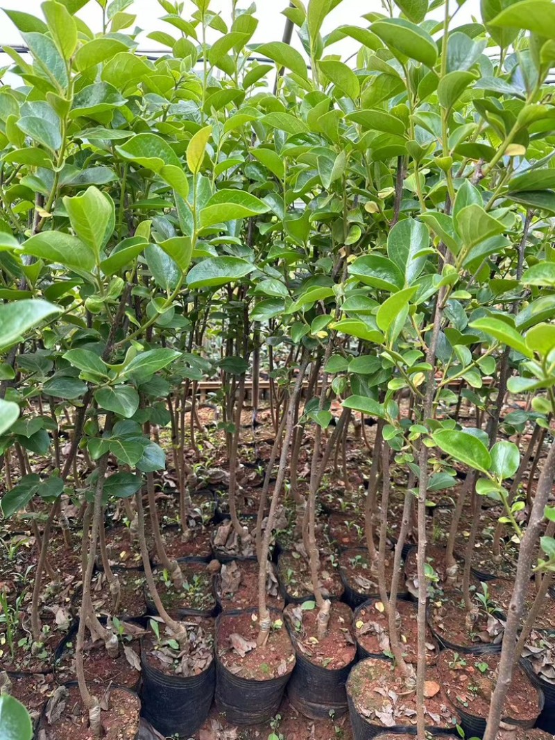 太秋柿子苗规格齐全，云南基地直发，对接全国客户
