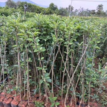 红露苹果苗大量供应成活率高，规格齐全，云南基地直发