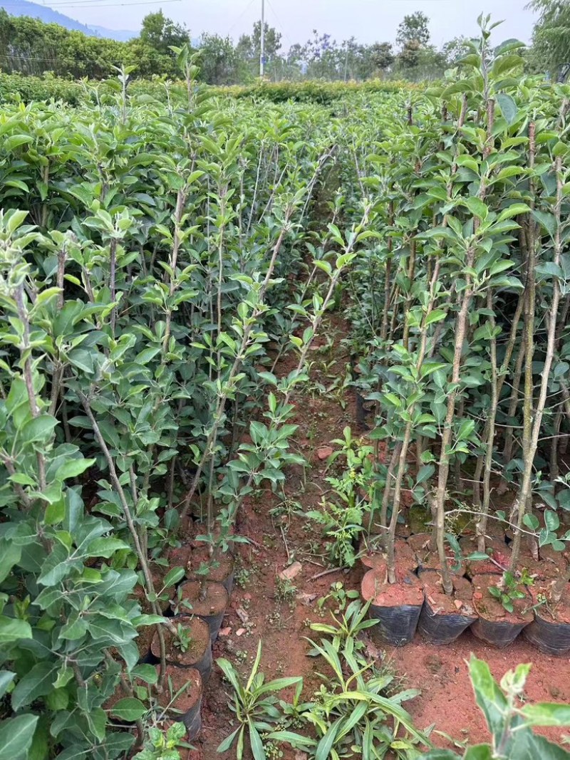 红露苹果苗大量供应成活率高，规格齐全，云南基地直发