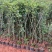 红露苹果苗大量供应成活率高，规格齐全，云南基地直发