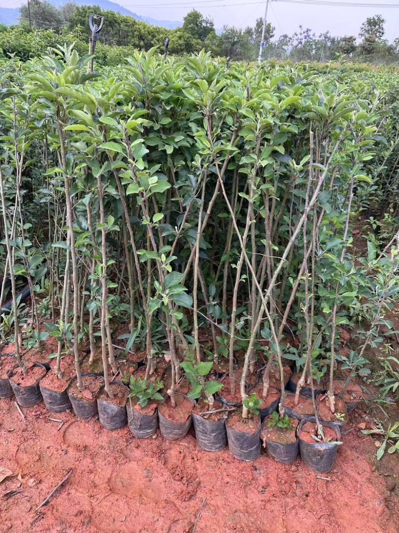 红露苹果苗大量供应成活率高，规格齐全，云南基地直发