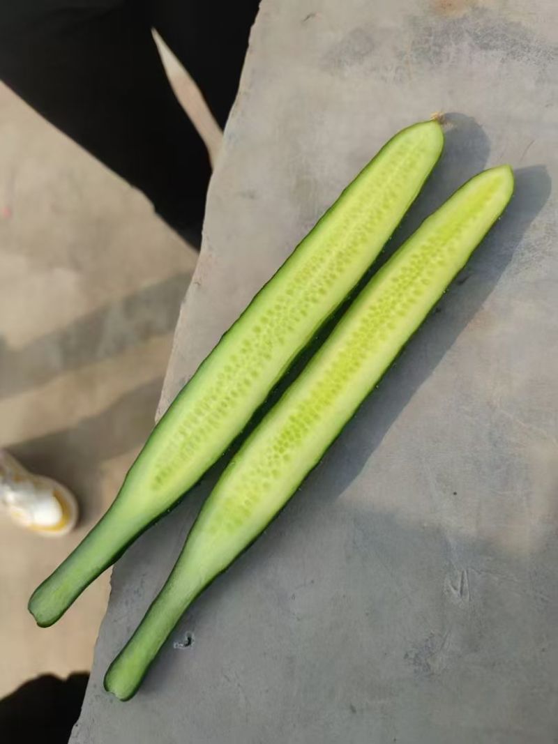 精美黄瓜产地直供价格美丽诚信至上欢迎致电沟通