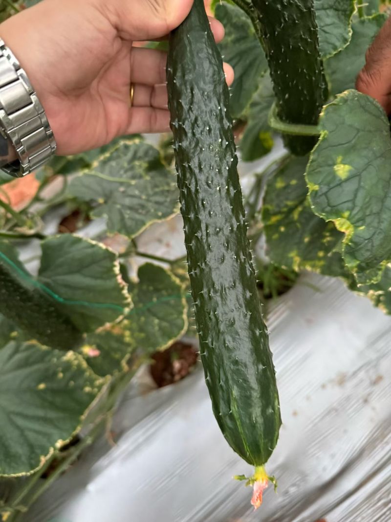 精美黄瓜产地直供价格美丽诚信至上欢迎致电沟通