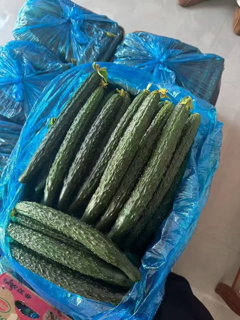 精美黄瓜产地直供价格美丽诚信至上欢迎致电沟通