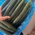 精美黄瓜产地直供价格美丽诚信至上欢迎致电沟通