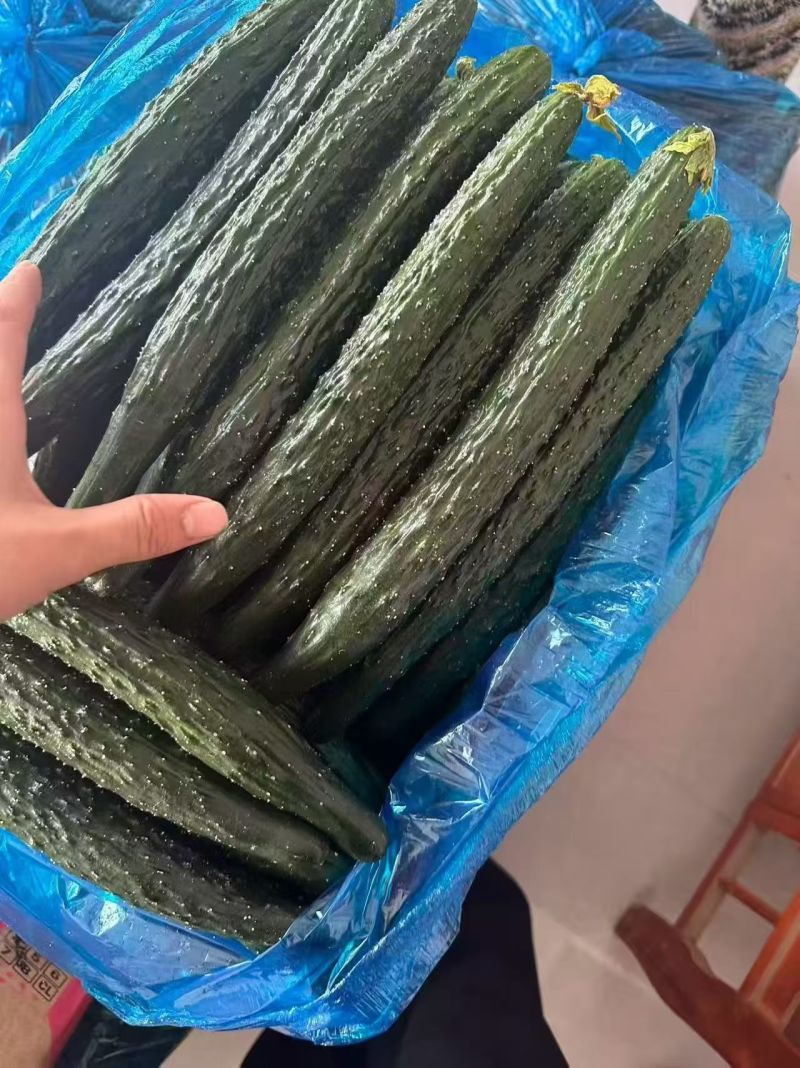 精美黄瓜产地直供价格美丽诚信至上欢迎致电沟通