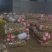 湖北精品沃土5号土豆产地直供全国各地档口商超可视频