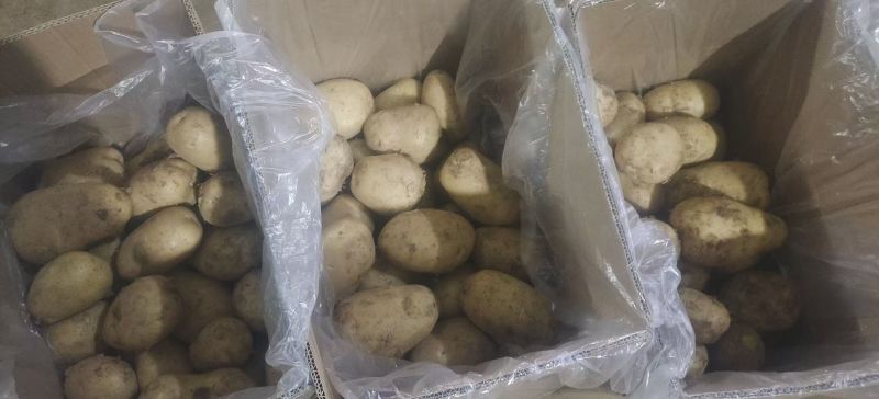 湖北精品沃土5号土豆产地直供全国各地档口商超可视频