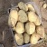 湖北精品沃土5号土豆产地直供全国各地档口商超可视频
