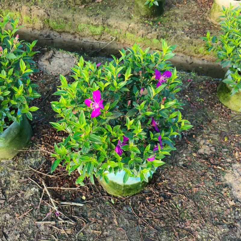 巴西野牡丹50-80高大量出售