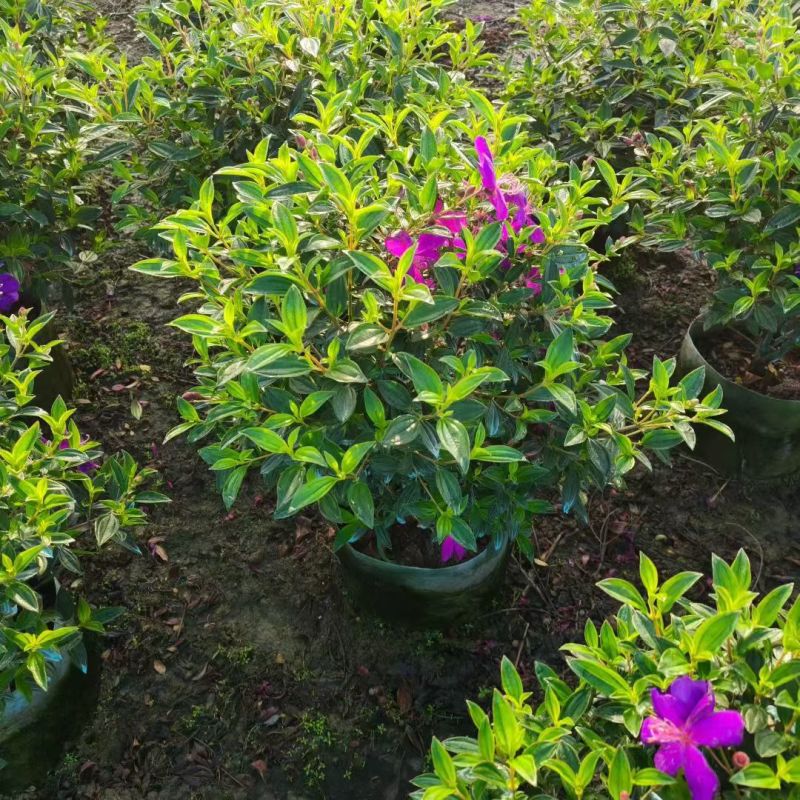 巴西野牡丹50-80高大量出售