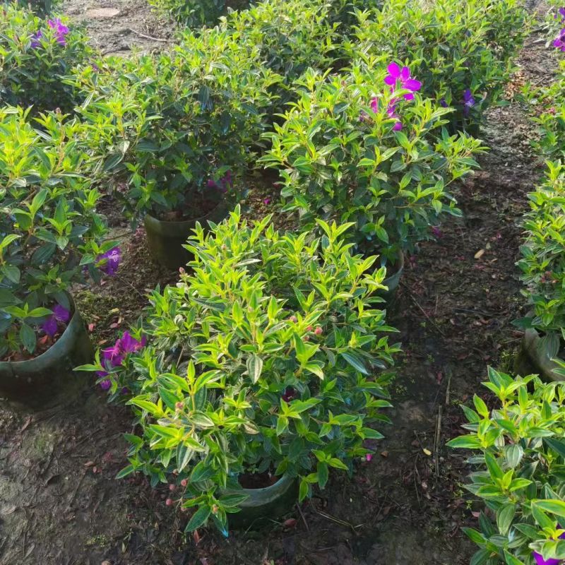 巴西野牡丹50-80高大量出售
