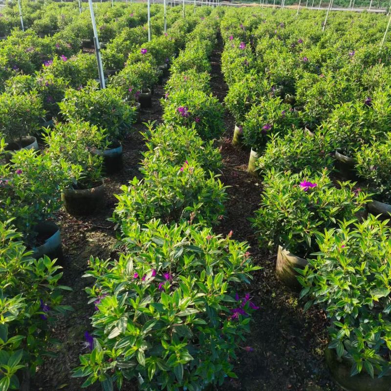 巴西野牡丹50-80高大量出售