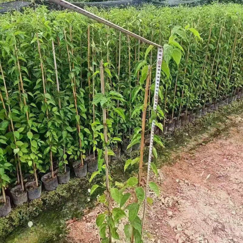 炮仗花80~1.5米大量出售