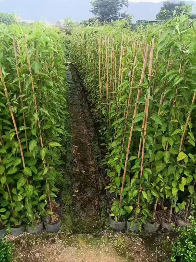 炮仗花80~1.5米大量出售