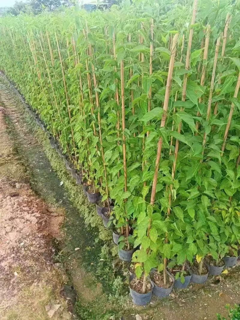炮仗花80~1.5米大量出售