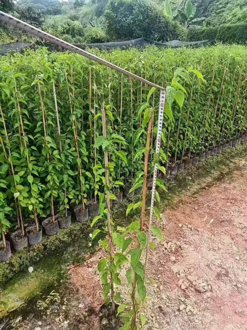 炮仗花80~1.5米大量出售