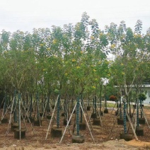 黄花槐5-10公分大量出售