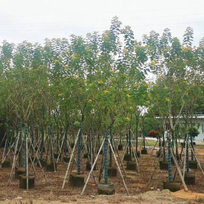 黄花槐5-10公分大量出售