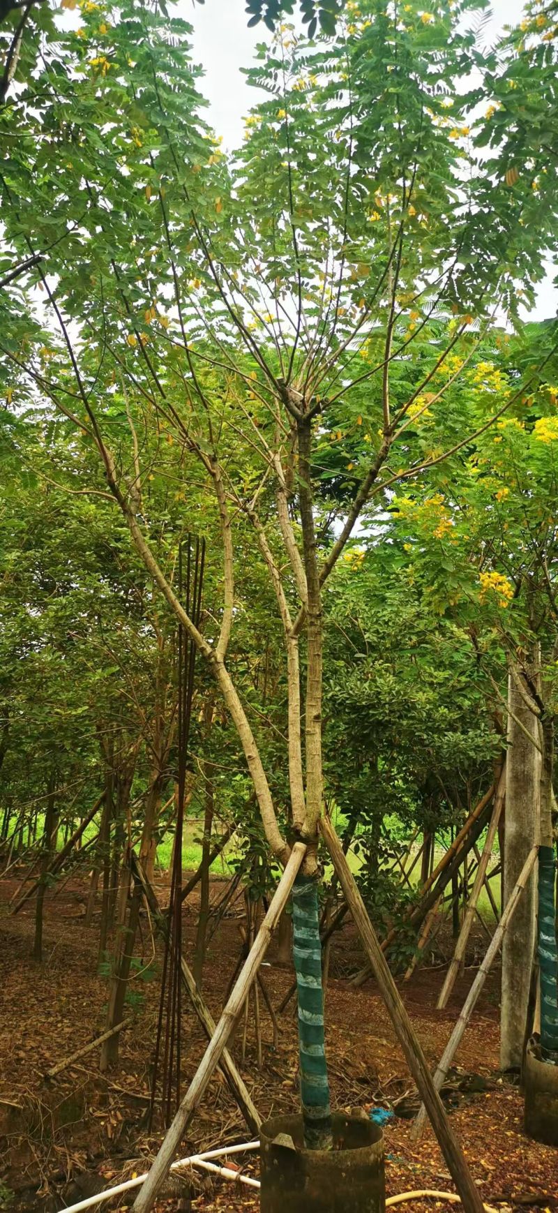 黄花槐5-10公分大量出售