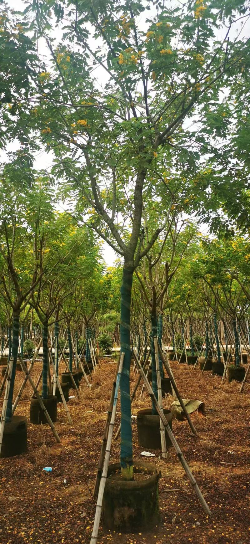 黄花槐5-10公分大量出售