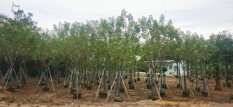 黄花槐5-10公分大量出售